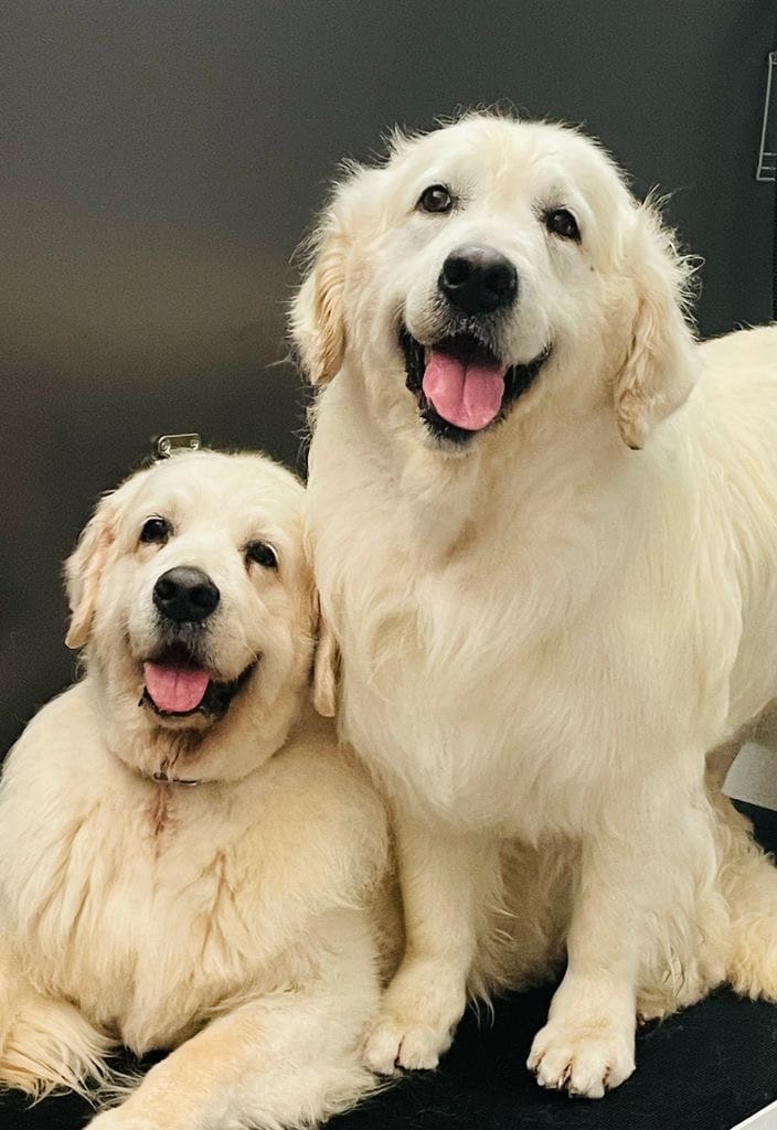 corsitoelettatura-2 golden