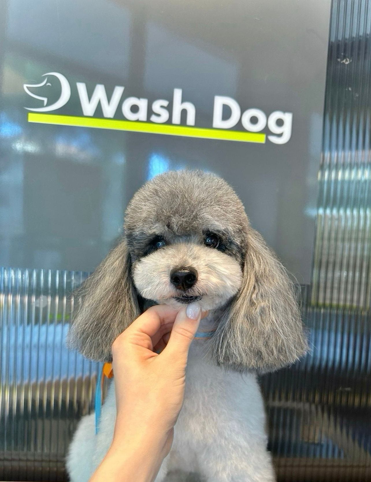 corsitoelettatura-Barboncino bicolore