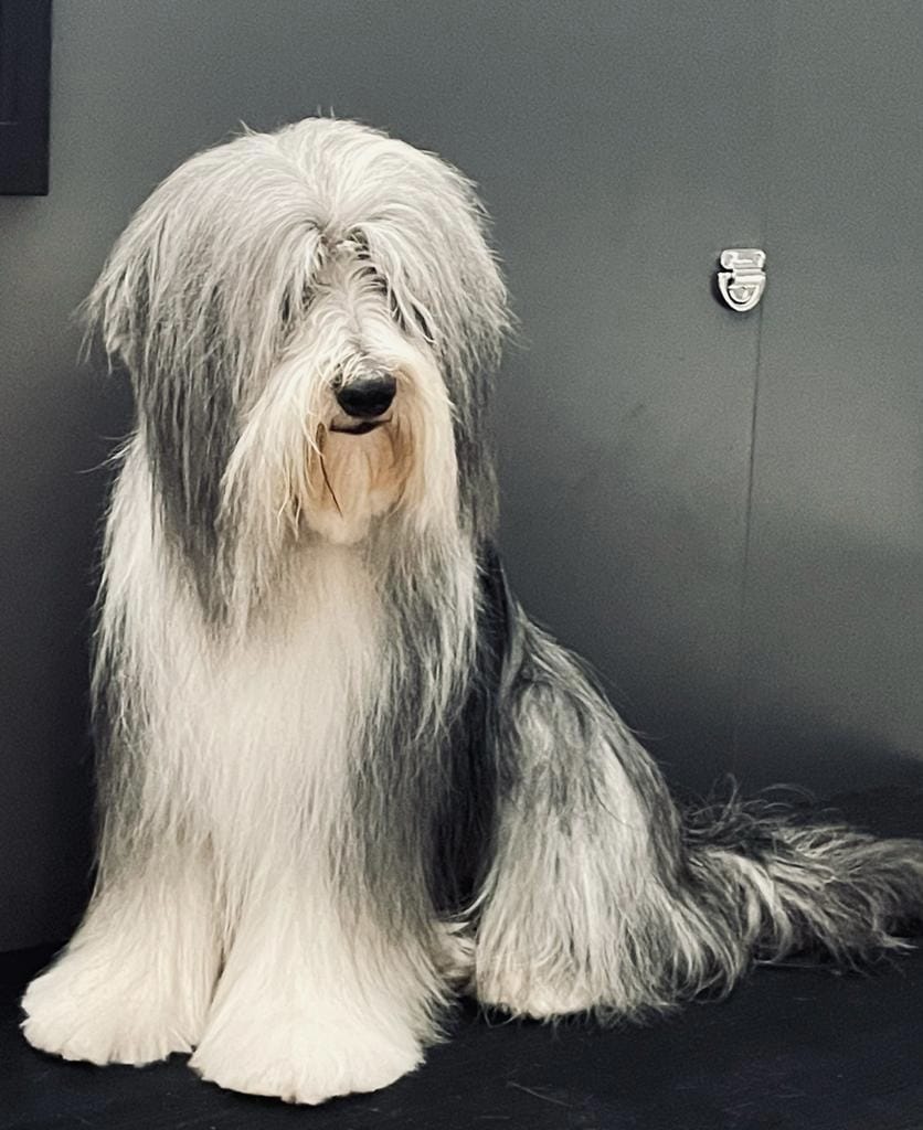 corsitoelettatura-Bobtail