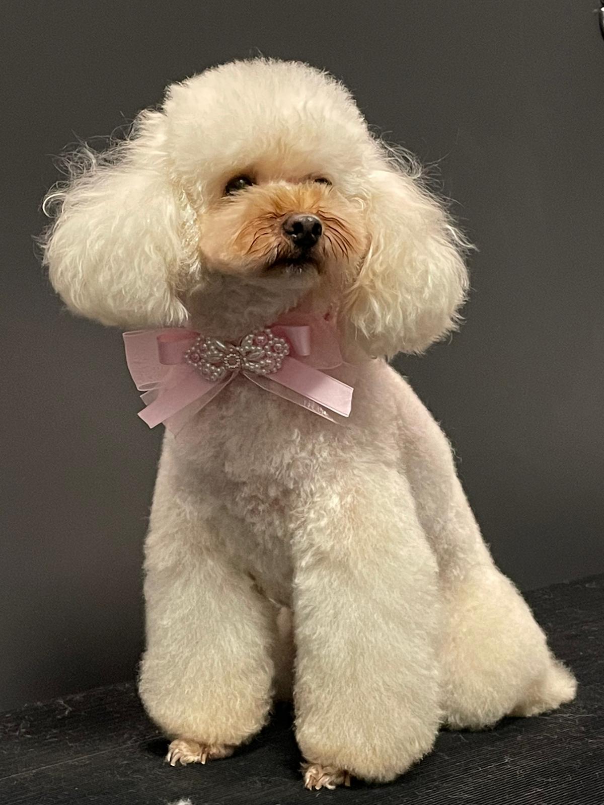 corsitoelettatura-Hope