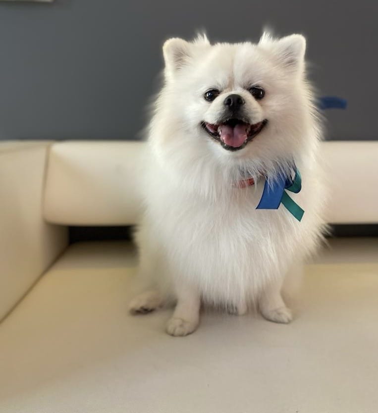 corsitoelettatura-Volpino 2