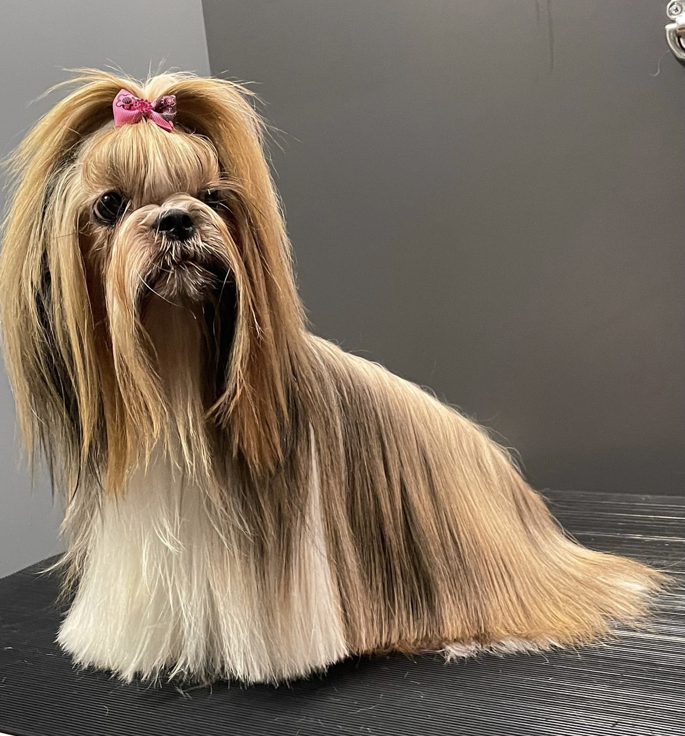 corsitoelettatura-Yorkshire liscio